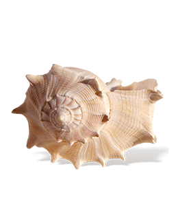 Beige Colored Seashell