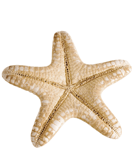 Beige colored starfish inverted