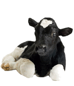 Black and white baby cow