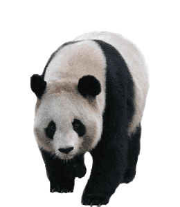 Black and white panda