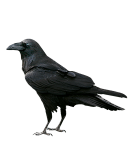 Black Raven Crow