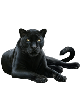 Black Wild Panther