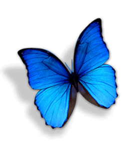 Blue and black butterfly