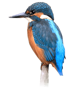 Blue and brown Kingfisher Bird