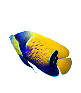 Blue and yellow Tropical fish