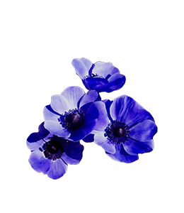 Blue bellflowers