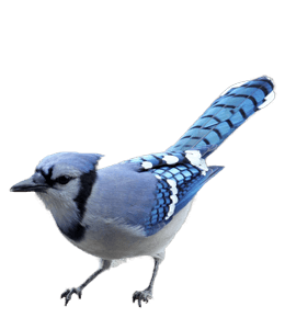 Beautiful blue bird