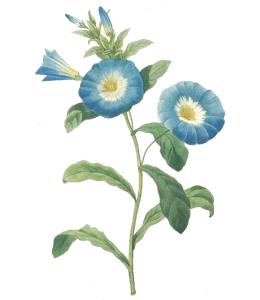 Watercolor of blue flowers
