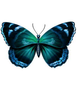 Blue-green butterfly