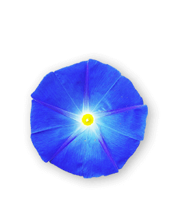 Blue Morning Glory Flower