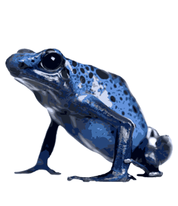 Blue poison dart frog