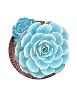 Blue succulent plant