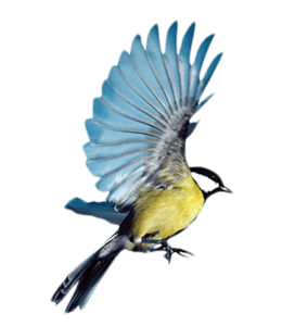 Bluebird color hex code is #D9E9F6