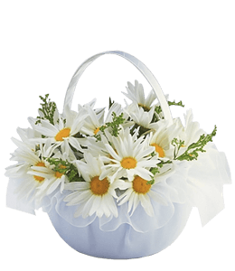 Bouquet of white gerbera