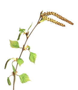 Branch of catkin