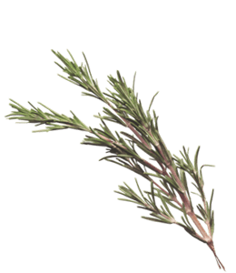 Branch of rosemary herb