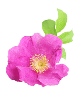 Briar rose flower