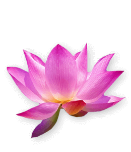 Bright pink - roseine color - lotus