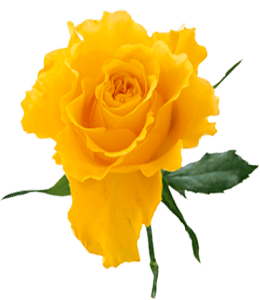 Bright yellow single rose with leaves