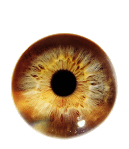 Brown eye pupil