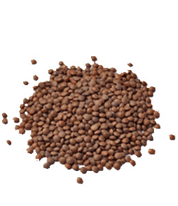 Brown lentil