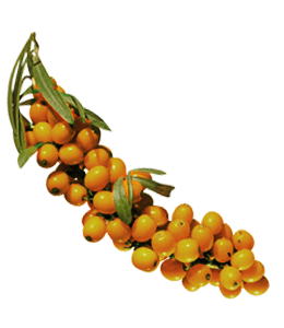 Buckthorn fruit