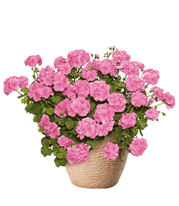 Bunch Of Begonia Pink Flowers