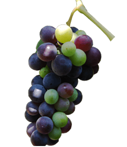 Bunch of colored grapes