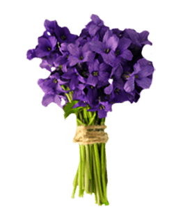 Bunch of English violet flowers