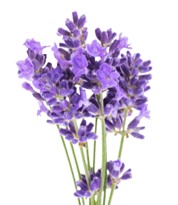 Bunch of fresh lavender flowers