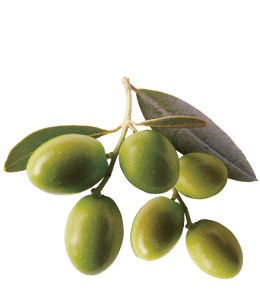 Bunch of green olives and leaves