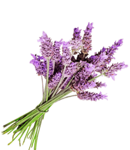 Bunch of lavender herb