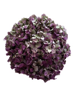 Bunch of lilac flowers