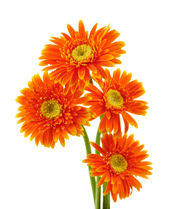 Bunch of orange gerbera flower