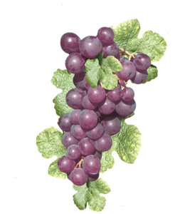 Bunch of purple grapes with leaves
