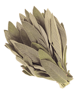 Bunch of sage leaves