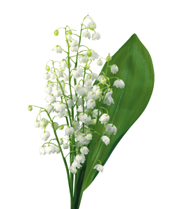Bunch of white Lily of The Valley