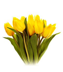 Bunch of yellow tulips