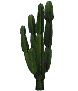Dark green cactus