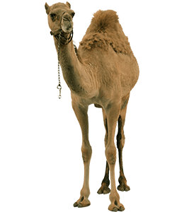 Camel Animal