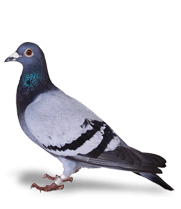 Carrier pigeon bird