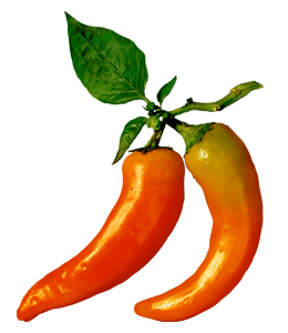Cayenne orange chilli