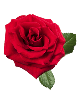 Classic red rose flower