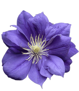 Clematis blue flower