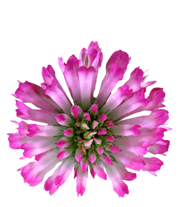 Clover pink flower