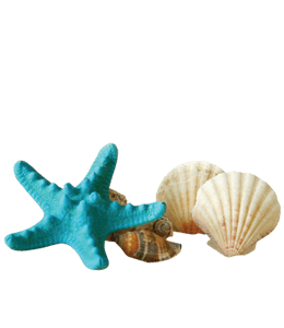 Colored sea shells