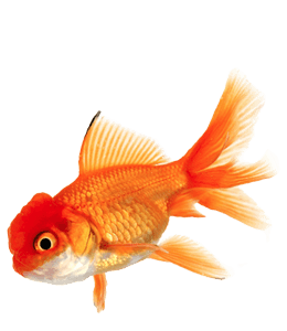 Common gold fish