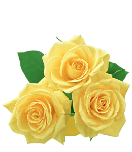 Cool yellow roses