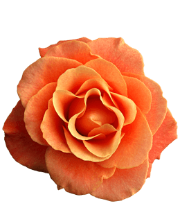 Coral or orange color garden rose
