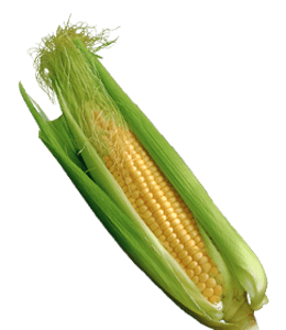 Corncob kernel